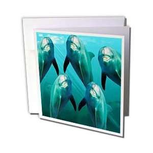  Dolphins   Curious Dolphins   Greeting Cards 12 Greeting 