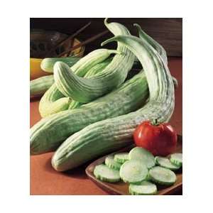  Cucumber Armenian Great Heirloom Vegetable 100 Seeds 