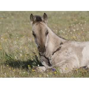  Grulla Colt Lying Down in Grass Field with Flowers, Pryor 