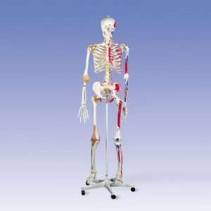  Super Skeleton Sam on 5 feet Roller Stand Health 