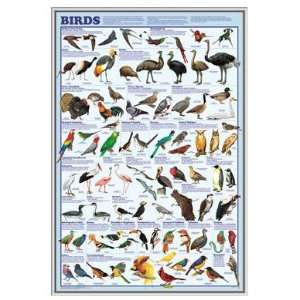 Bird Species Educational Framed Print   Quality Silver Metal Frame 24 