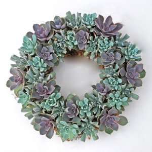  Echeveria Living Wreath