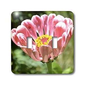  Patricia Sanders Flowers   Uplifted  Pink Zinnia Flower 