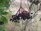 elderberry, BLACK ELDERBERRY, 100 seeds GroCo  