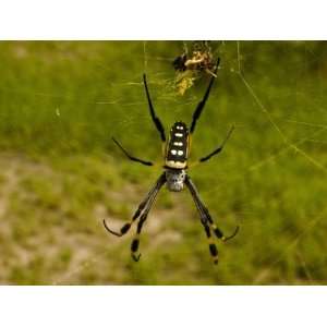  Golden Orb Weaver Spider, Nephila Maculata Photographic 