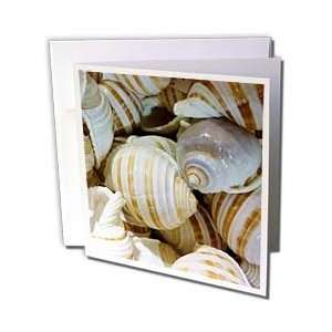  Florene Shells   Textured Whelk Shells   Greeting Cards 6 
