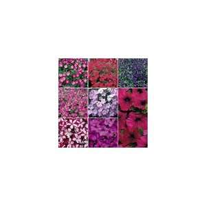  Petunia Wave Collection Seeds Patio, Lawn & Garden