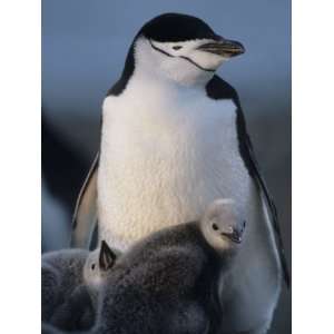 Chin Strap Penguin and its Chicks at a Summer Rookery Photographic 