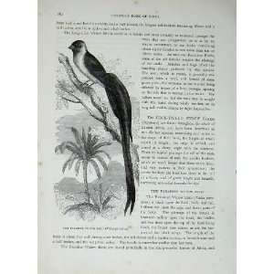    CassellS Birds C1870 Paradise Widow Bird Passerine