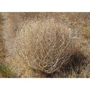  Baby Tumbleweeds