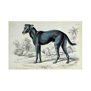   Jardine 1884 Engraving of the Feral Dog of St. Domingo
