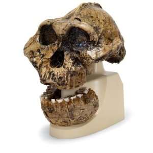   Anthropological skull   KNM ER 406, Omo L. 7a 125