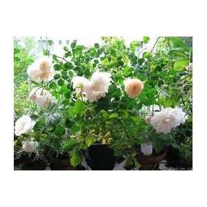  10 Scarborough Fair Rose Seeds 
