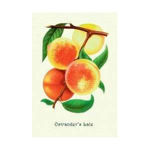  Ostranders Late Peaches 20x30 poster