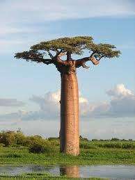HUGE BAOBAB TREES Field grown in Africa incredible bonsai  