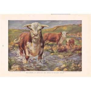   Herefords   Cattle of the World Edward Herbert Miner Vintage Cow Print