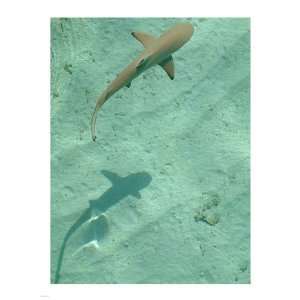  Maldives Blacktip Reef Shark, Carcharhinus Melanopterus 