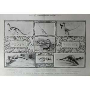  1904 Prehistoric Bones Dinosaur Diplodocus Wyoming