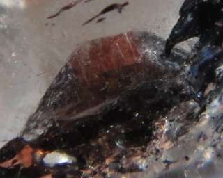 One of a Kind RARE Herkimer Diamond w BLACK MANIFESTOR  