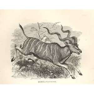  Bonte Bok 1862 WoodS Natural History Mammilia
