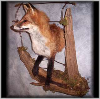 HUGE RED FOX CROSSING FENCE TAXIDERMY WALL MOUNT  