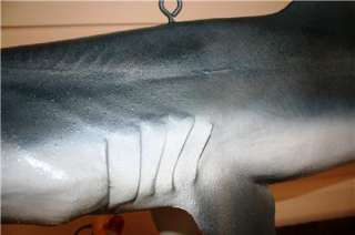 XL 72 inch Blacktip Shark FISH MOUNT  Replica Fierce  