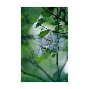  Malus Coronaria   Sweet Crabapple Patio, Lawn & Garden