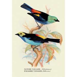  Superb Tanager; Paradise Tanager 16X24 Giclee Paper