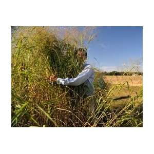  Ornamental Switchgrass Kanlow 500+ Seeds Biomass 