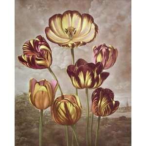  Tulips Etching Reinagle, Philip Hogg, Arthur Botanical 