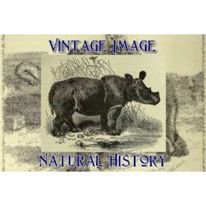   Ring Vintage Natural History Image Sumatran Rhinoceros