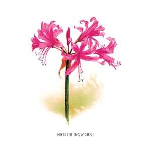  Nerine Bowdeni 30X20 Canvas