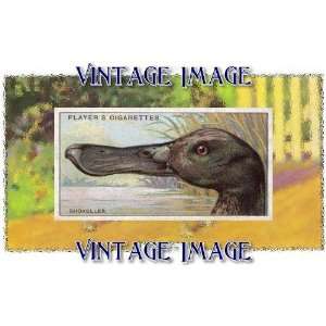   10cm) Art Greetings Card Bird Shoveller Vintage Image