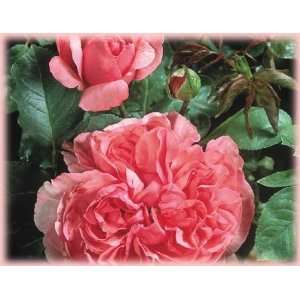  Yves Piaget (Rosa Hybrid Tea)   Bare Root Rose Patio 