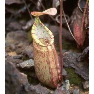  Nepenthes macrovulgaris