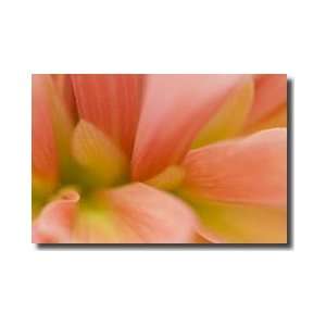    Dahlia Petals Princeton New Jersey Giclee Print