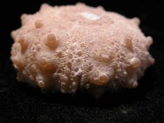 PM596  PERFECTLY PRESERVED CRETACEOUS ECHINOID Cidaris  