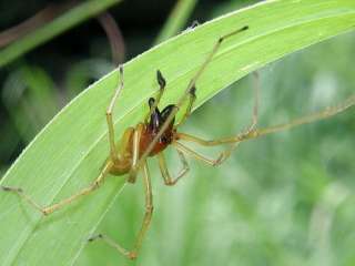 Follaje tóxico de Chiracanthium Japonicum de la araña de los 
