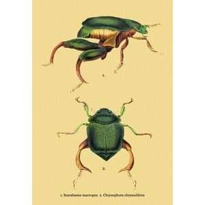  Beetles Scarabaeus Macropus and Chrysophora Chrysochlora 