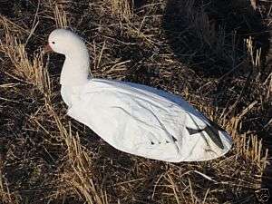 SENTRY Snow Goose Decoys (1dz.) Sillosock Decoys 895424001043 