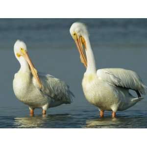  Pair of American White Pelicans Standing in Shallow Water 