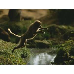  A Female Gelada Leaps Across a Small Stream Stretched 