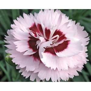  Simpleton Carnation (Dianthus) Seed Pack Patio, Lawn 