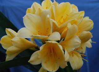 Ruggles #104 Yellow Clivia Plant Offset (Pup)  