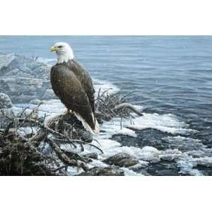  Paco Young   Shoreline Flurries (bald Eagle)
