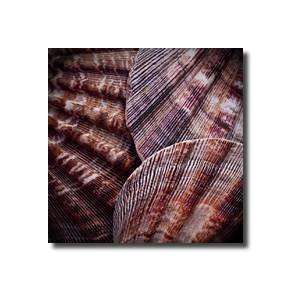  Macro Shells V Giclee Print