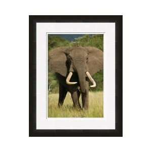  African Elephant Eating Grass Framed Giclee Print