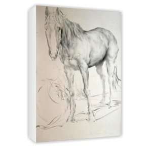  Horse at Coolmore, 1990 (charcoal on paper)    Canvas 