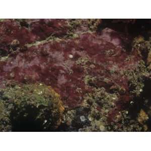 Encrusting Coralline Red Algae, Rhodophyta, California, Usa, Pacific 