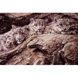  Alan Hunt   Treasures of Asia   Snow Leopards